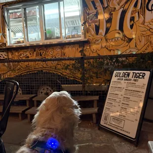 Choosy dogs choose Golden Tiger! @eleven11atx is no exception and loves their fries!