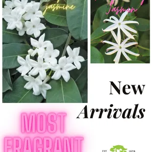NEW ARRIVALS!