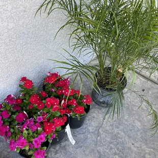 Vinca flowers and a Pygmy palm.