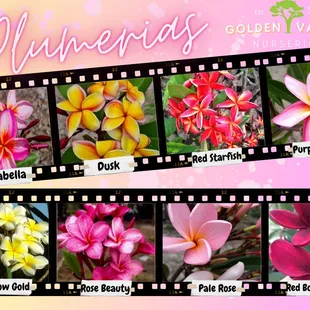 Plumerias Available in Spring and Summer months