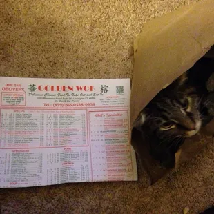 I'm not who enjoys takeout more. Us or the cat.