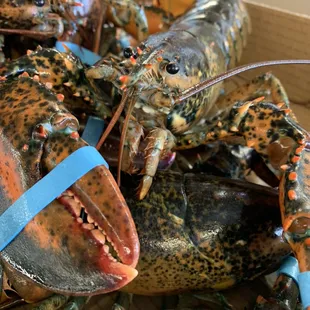 Live Lobster