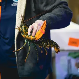 Live Lobsters