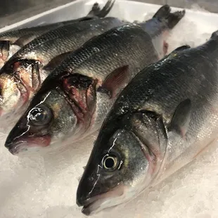 Turkish Branzino