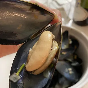 Black mussel