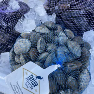 Manila and Mussel