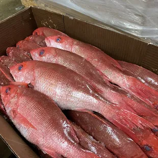 Mexican Snapper