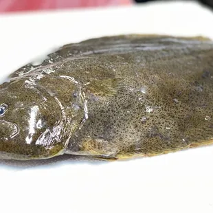 Flounder
