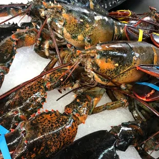 Lobster