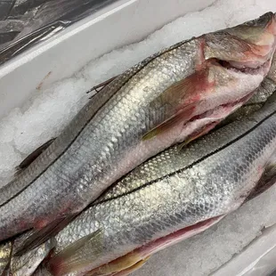 Robalo