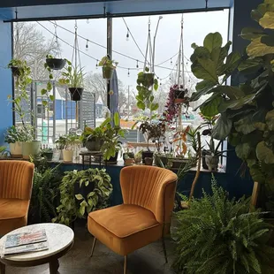 two orange velvet chairs in front of a window