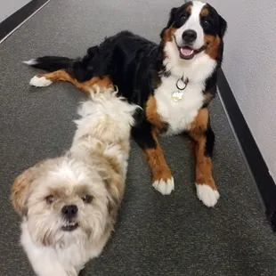 Mr. Mo (foreground) and Sadie greeting guests at the Goldmark Cultural Center