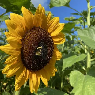 Lots of happy bumblebees here.