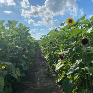 Rows and rows and rows of sunflowers