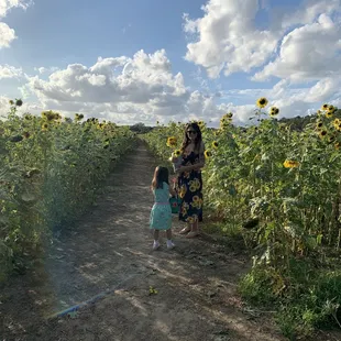 Plenty of sunflowers left to be picked