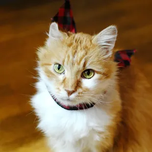 Our store mascot, Copper.