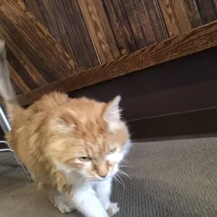 Business kitty keeping order