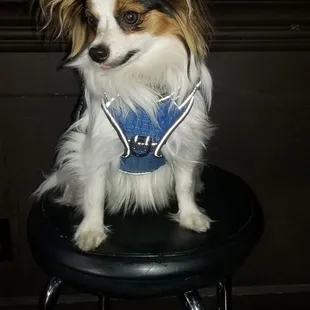 Pierre enjoying Goldstein's