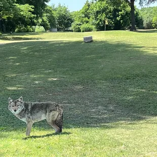Scarin off the geese