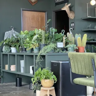 a variety of potted plants