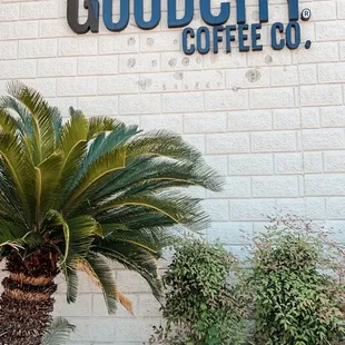 a palm tree in front of a building