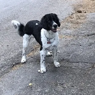 This is my cute dog that sometimes I need some extra help with. This service has helped.