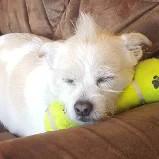 She sleeps good after a walk with Steph!