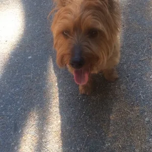 Nelson loves his walks 3x a week! Now servicing Grass Valley Lake