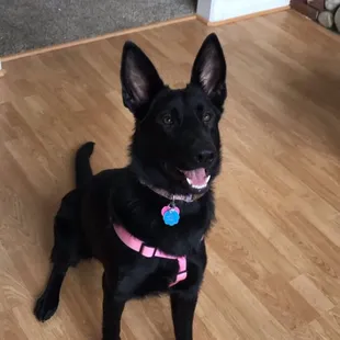 Minnie. In home pet sitting!