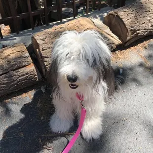 Dog walking services in the Lake Arrowhead and surrounding areas