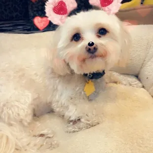 Dog walking and petsitting