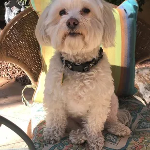Cool pup, Ziggy hanging out poolside