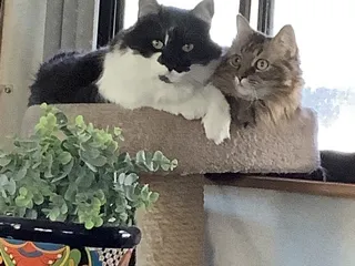 Blue Ribbon Pet Sitting