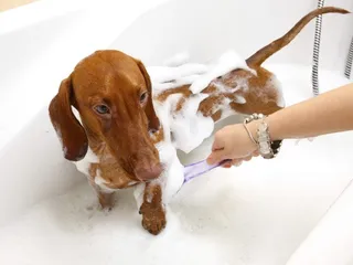 All Star Pet Grooming