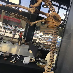 Good Earth Rocks Gallery:  Inside: Shelves &amp; Displays of Rocks, Fossils, &amp; Dinosaur Skeleton (8/24/2022)