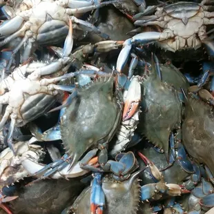 food, mussels, oysters, shellfish, oysters and mussels