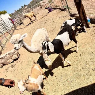 Petting Zoo