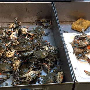 Crab!