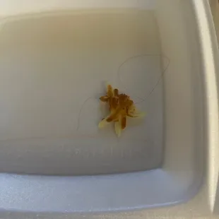 a dead shrimp in a styrofoam container