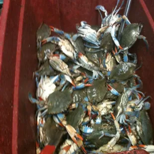 Crabs :)