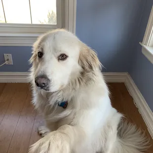 The super friendly house cigar dog. Show him some love.