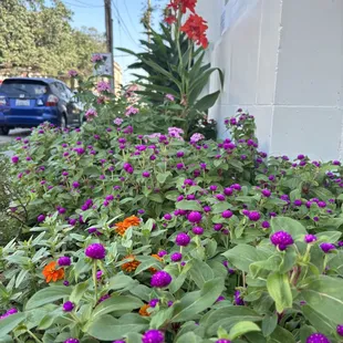 Edible flower garden