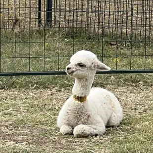 Just a month-old baby! Gestation is nearly a year.