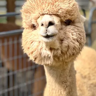 Up close, feeding the Alpacas!