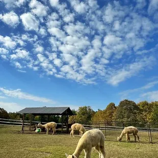 View of Alpaca enclosure