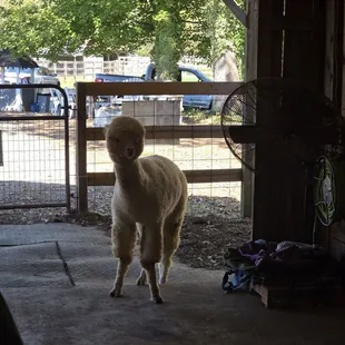 She was stalking us!