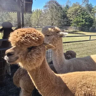 Alpaca cuteness