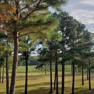View from back patio overlooking vineyards