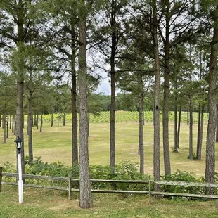 The view from the porch.