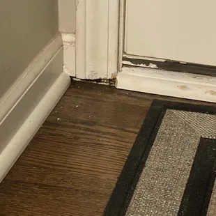  cat standing on the floor